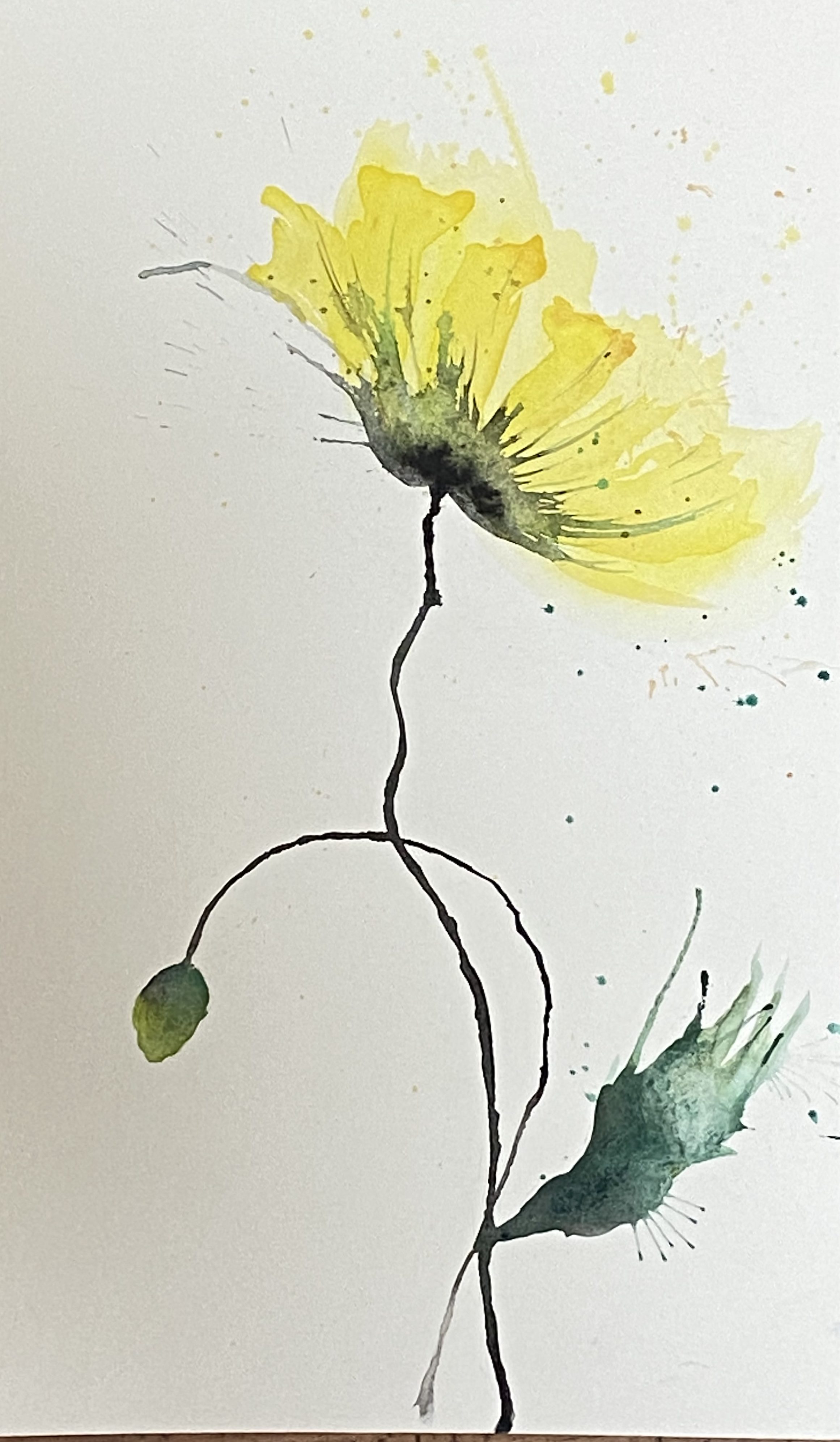 Yellow poppy